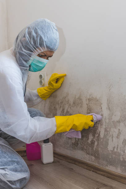 Biohazard Mold Removal in Magee, MS